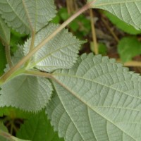 Boehmeria nivea (L.) Gaudich.